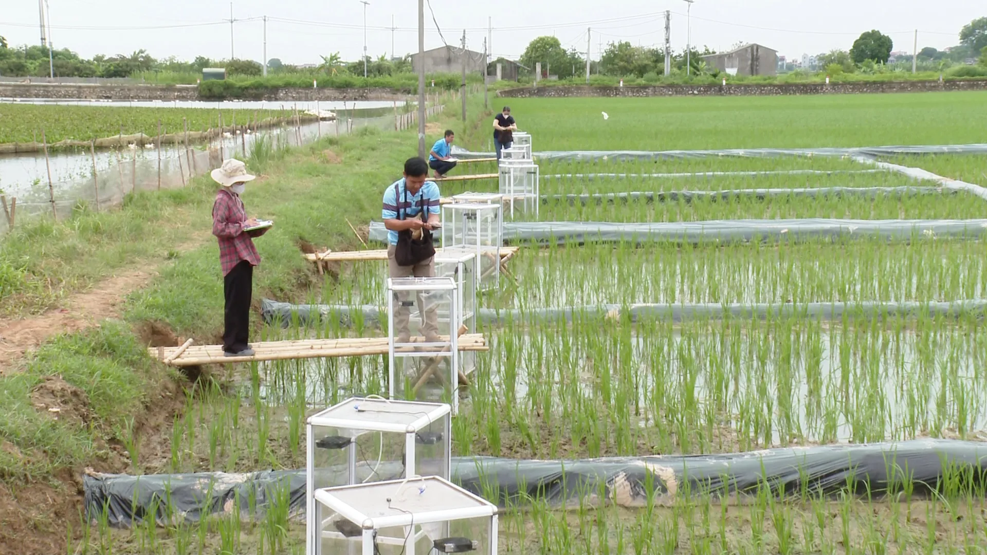 thực trạng trồng lúa ở việt nam
