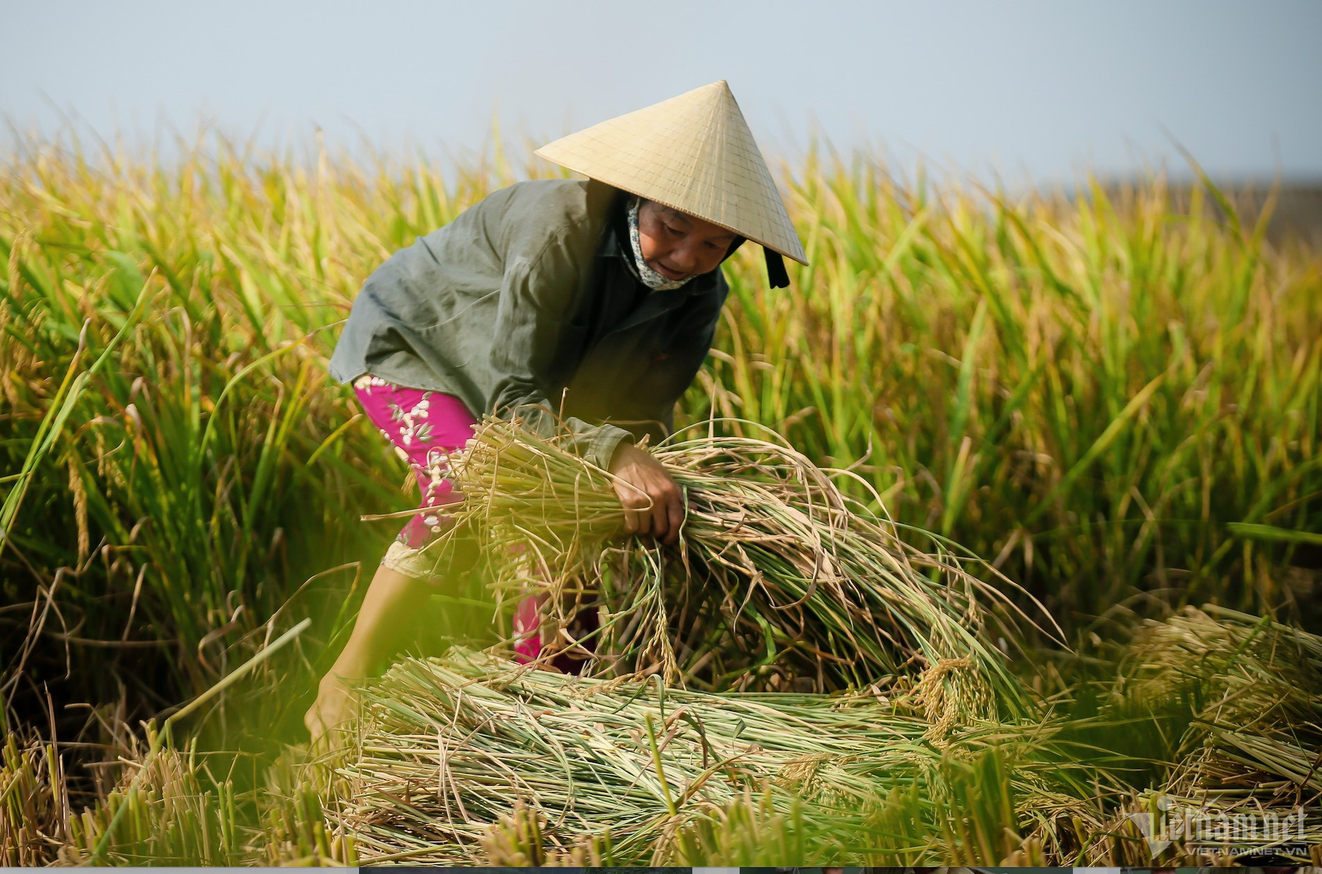 lúa giảm phát thải 