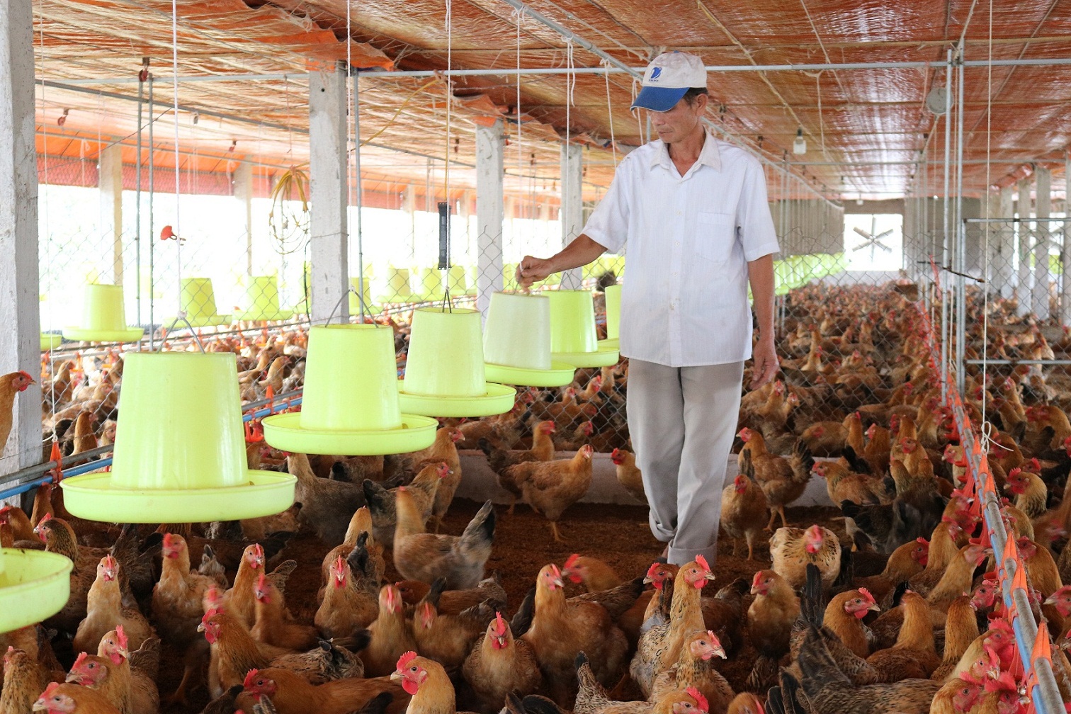 giải pháp kinh tế tuần hoàn trong chăn nuôi