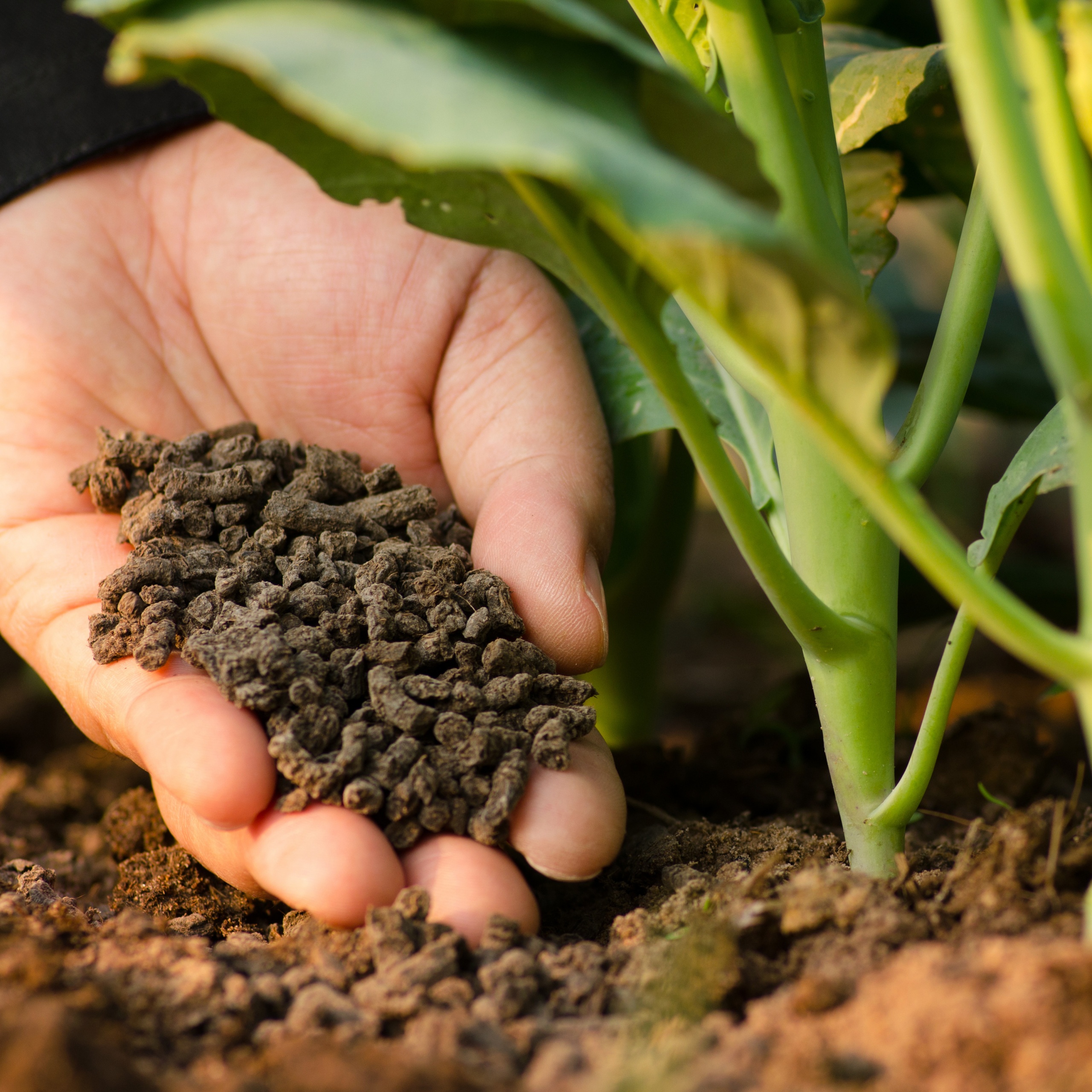 phân loại phân bón hữu cơ