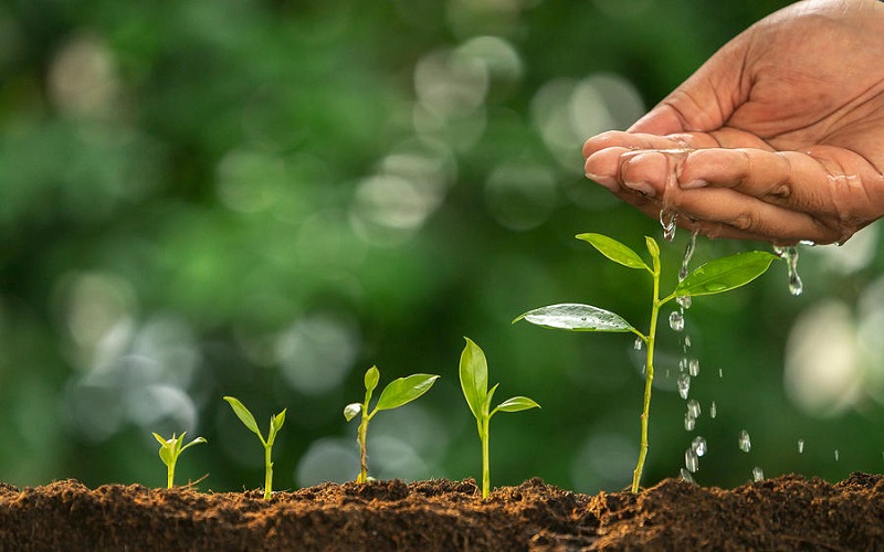 ứng dụng phân bón sinh học