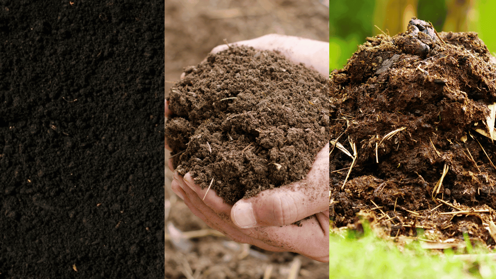 phân vi sinh là gì