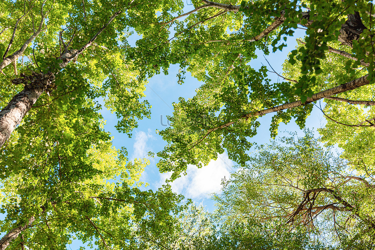 bảo vệ môi trường rừng