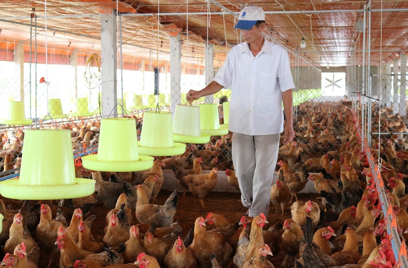 Kiểm kê Khí nhà kính trong Chăn nuôi