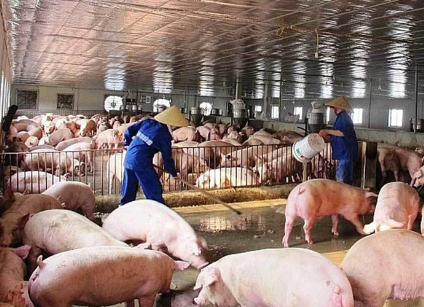 Kiểm kê Khí nhà kính trong Chăn nuôi