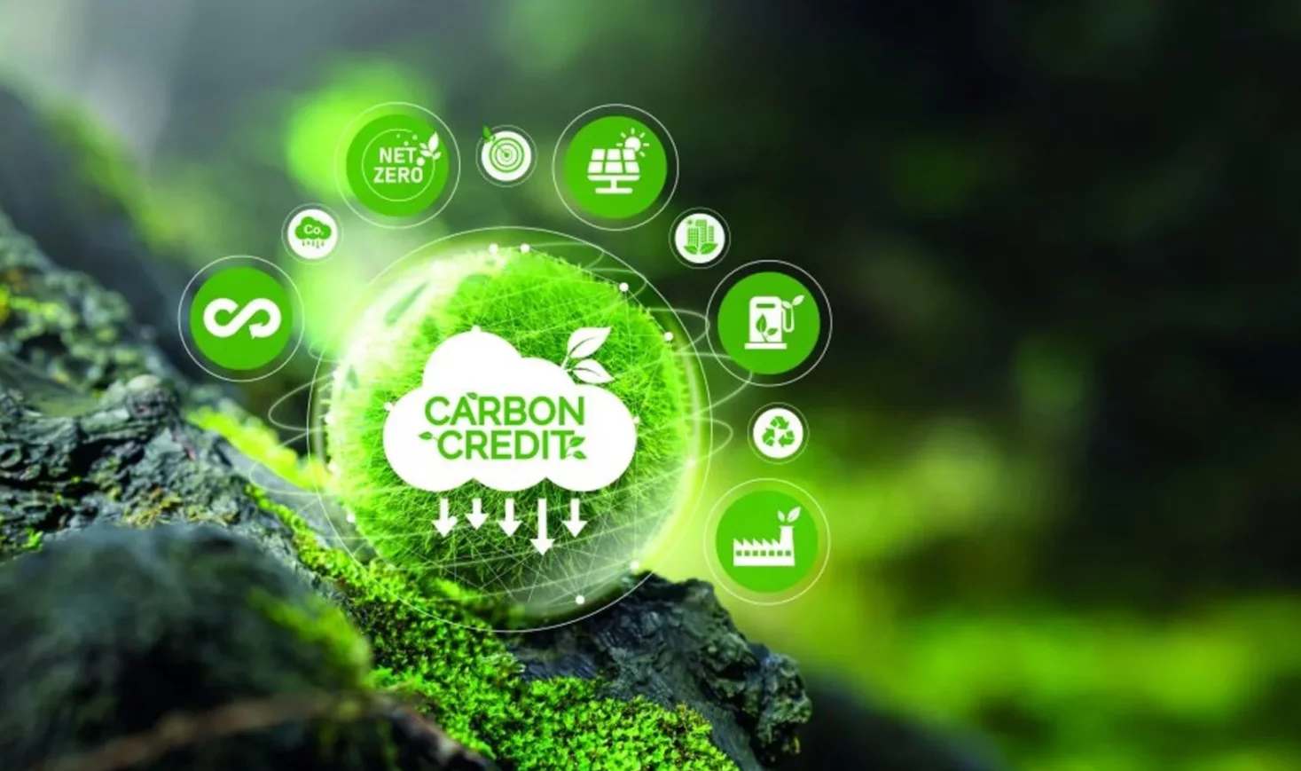 thị trường carbon