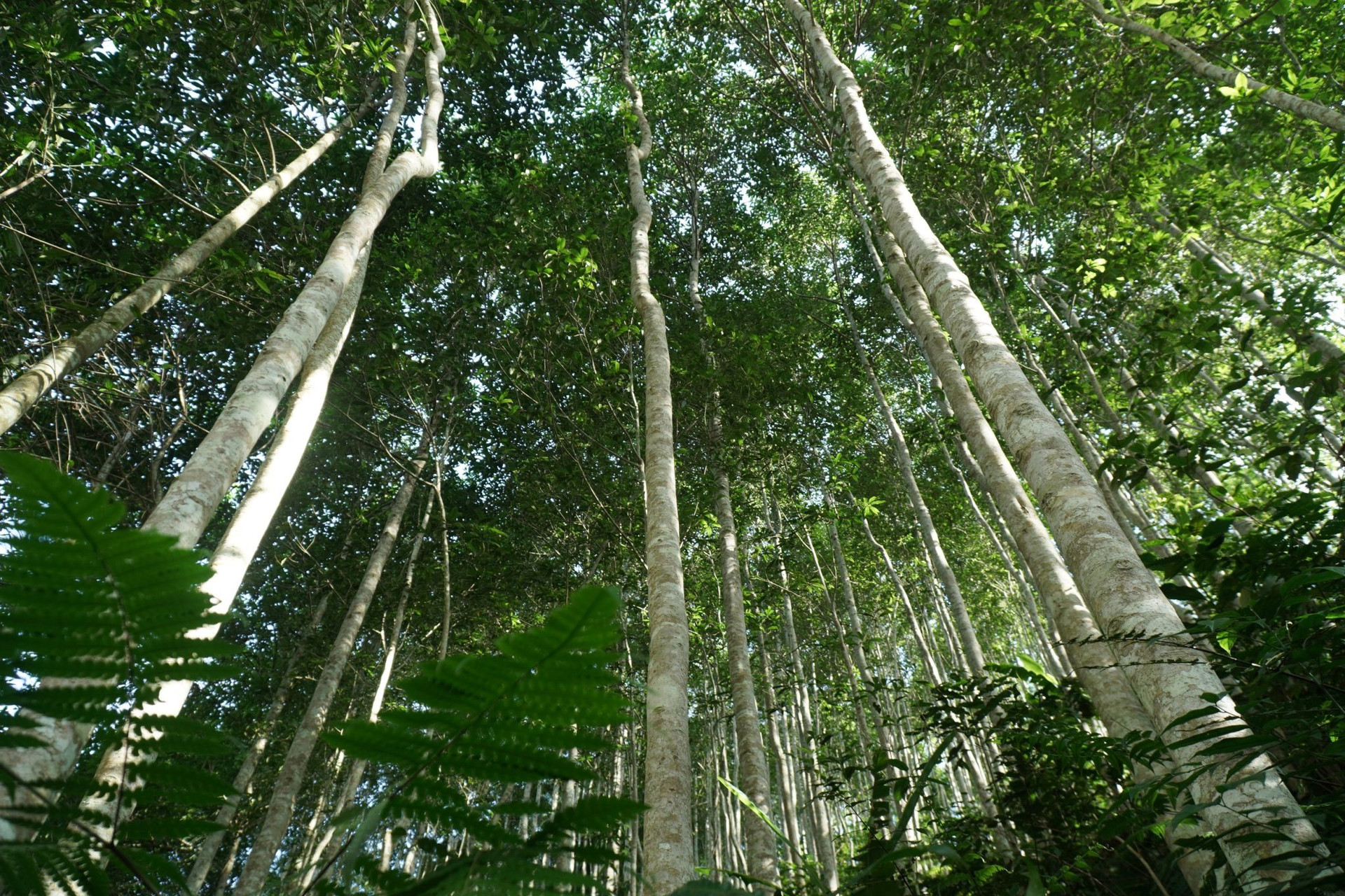 thị trường carbon