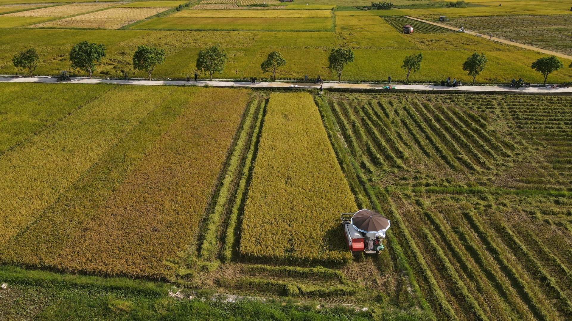 thị trường carbon bắt buộc