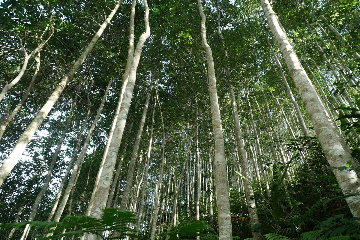 1 ha rừng được bao nhiêu tín chỉ carbon?